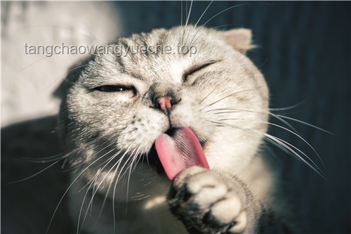 “起猛了”的宠物经济：养到能吃猫的花，揭示新消费趋势